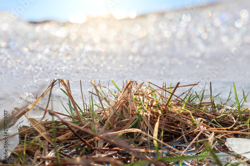 Grass under ice. Spring and...