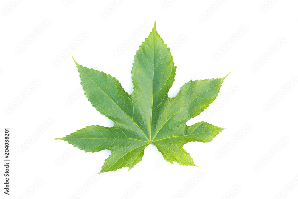 green leaf on a white green leaf on a white