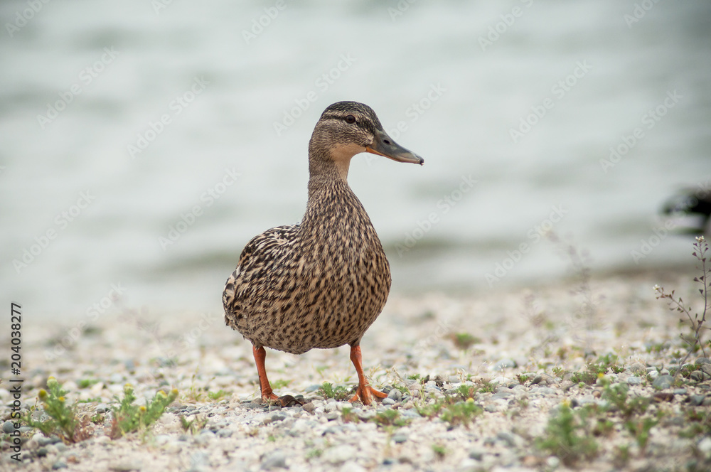 portrait of one duck walking on the pebbles beach portrait of one duck walking on the pebbles beach
