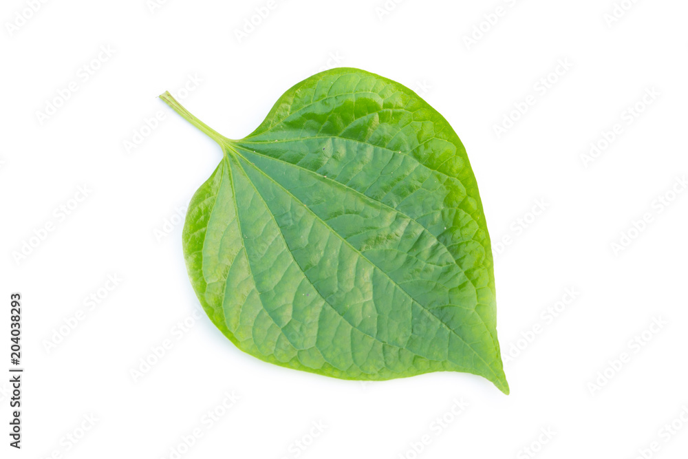 Obraz premium green leaf on a white