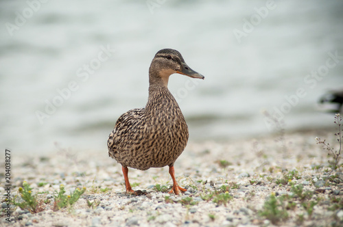 portrait of one duck walking on the pebbles beach