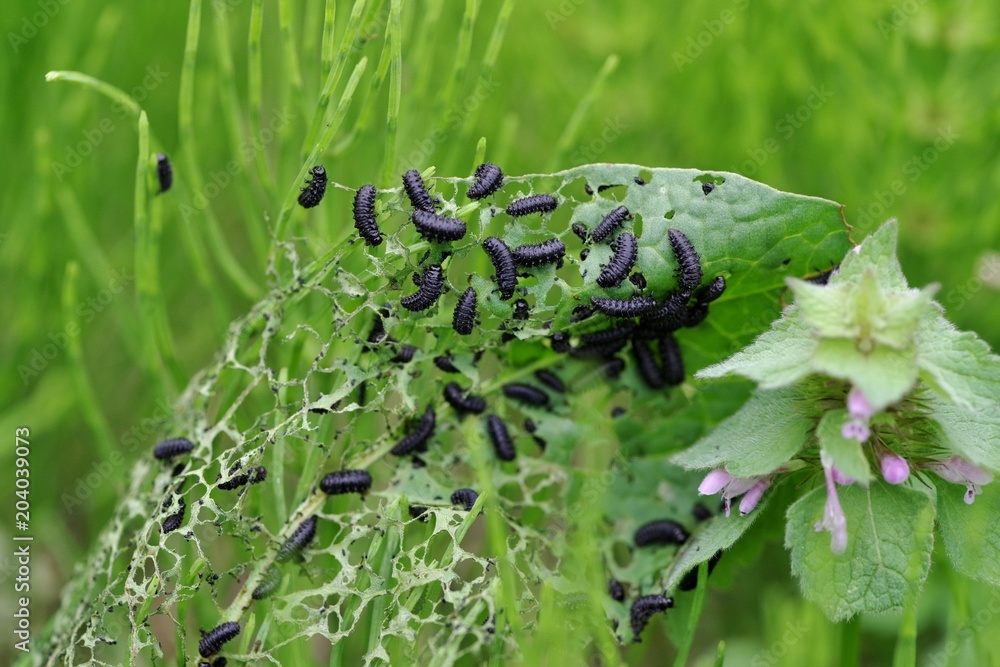 Obraz premium 大量発生した虫の幼虫