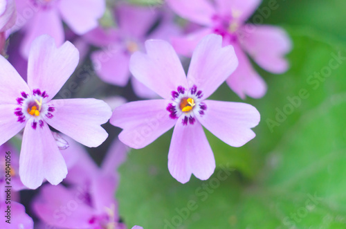 Purple creepeing phlox subulata flowers.