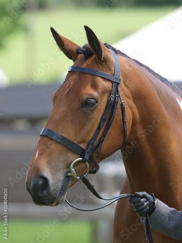 Horse Head Shot In Snaffle Bridle