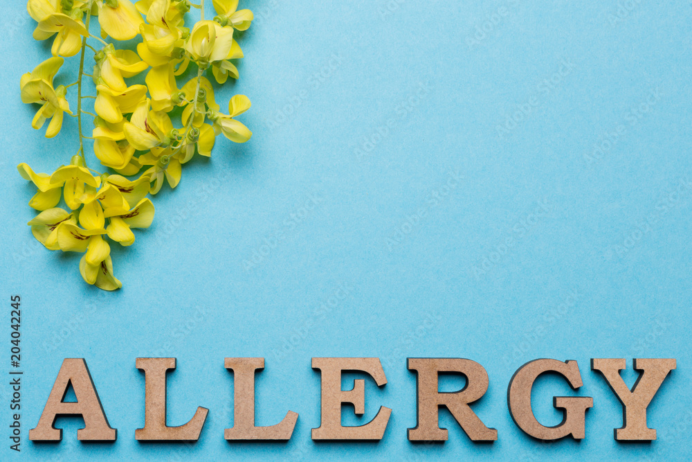 Fototapeta premium The inscription of the allergy is lined with letters on a blue background at the bottom of the frame, above are arranged yellow inflorescences, concept