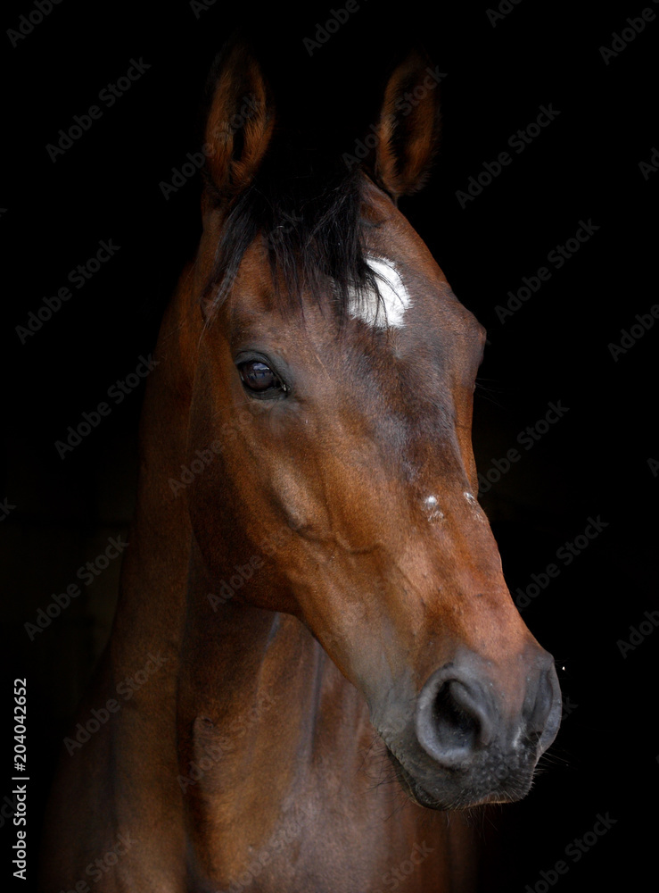 Bay Horse Head Shot Bay Horse Head Shot