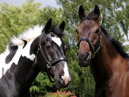 Fototapeta Naklejka Na Ścianę i Meble -  Head Shot of Two Horses
