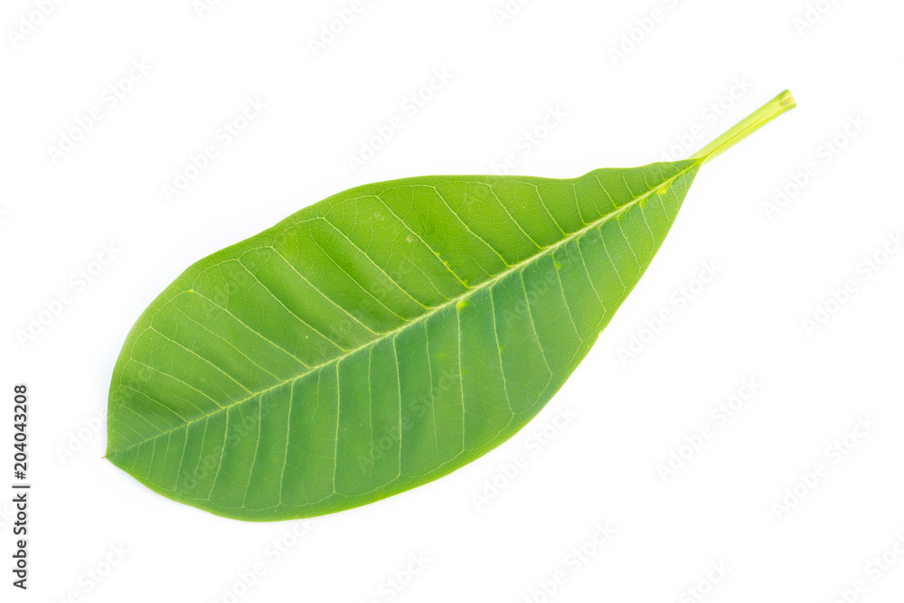 Obraz premium Green leaf on white background
