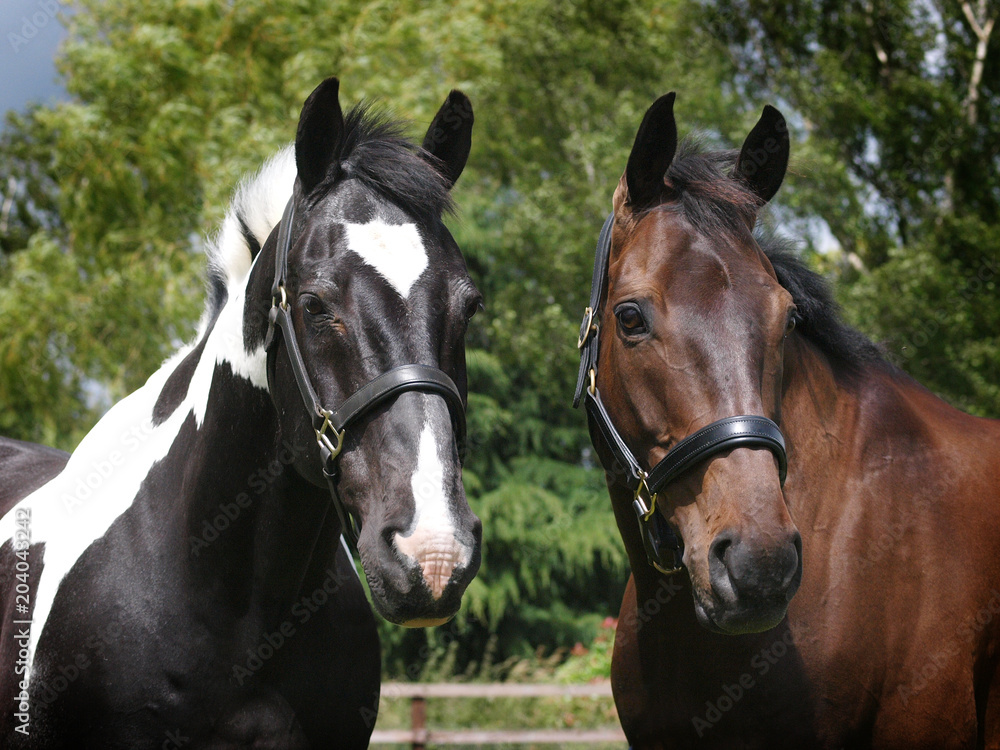 Head Shot of Two Horses