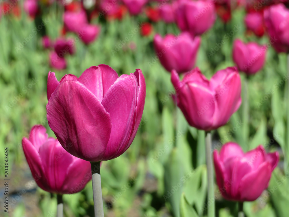 Purple tulip flowers. Beautiful tulips field, romantic background Purple tulip flowers. Beautiful tulips field, romantic background