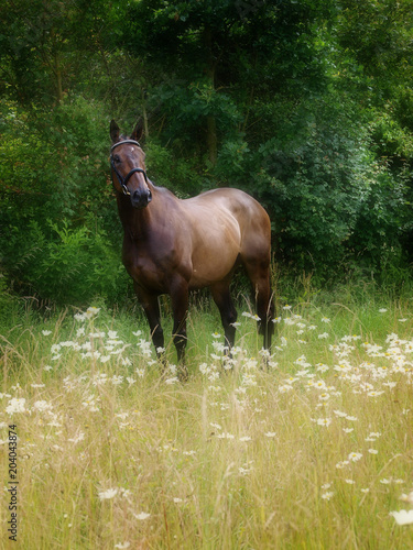 Horse In Wild Flowers