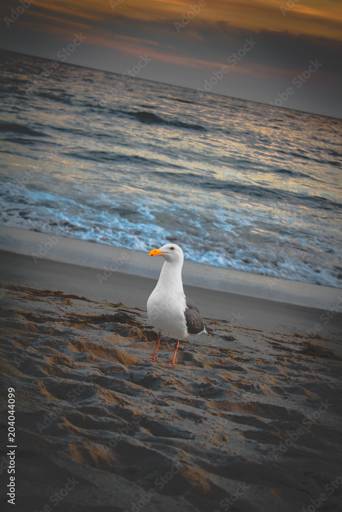Fototapeta premium Seagull on Castle Rock Beach California