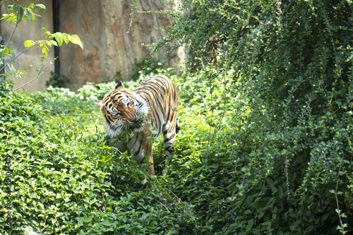 Tiger walking in the forest,  home of the tiger.