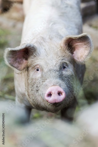 pig head close up