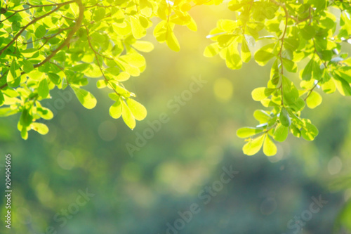 nature view of green leaf on blurred greenery background