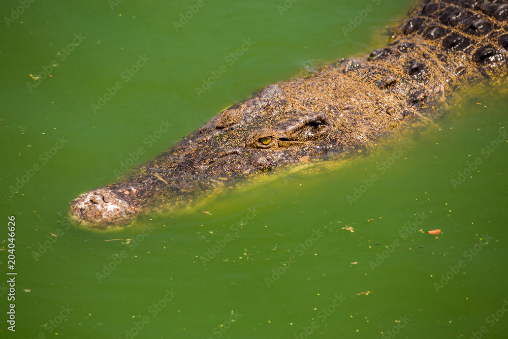 Crocodile , thailand Crocodile , thailand