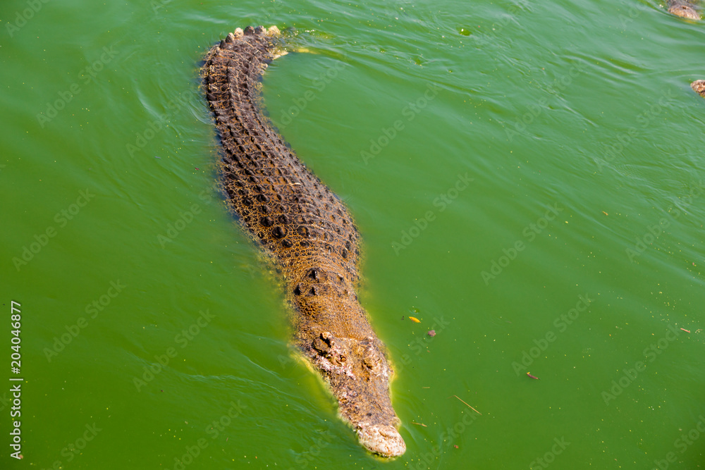 Obraz premium Crocodile , thailand