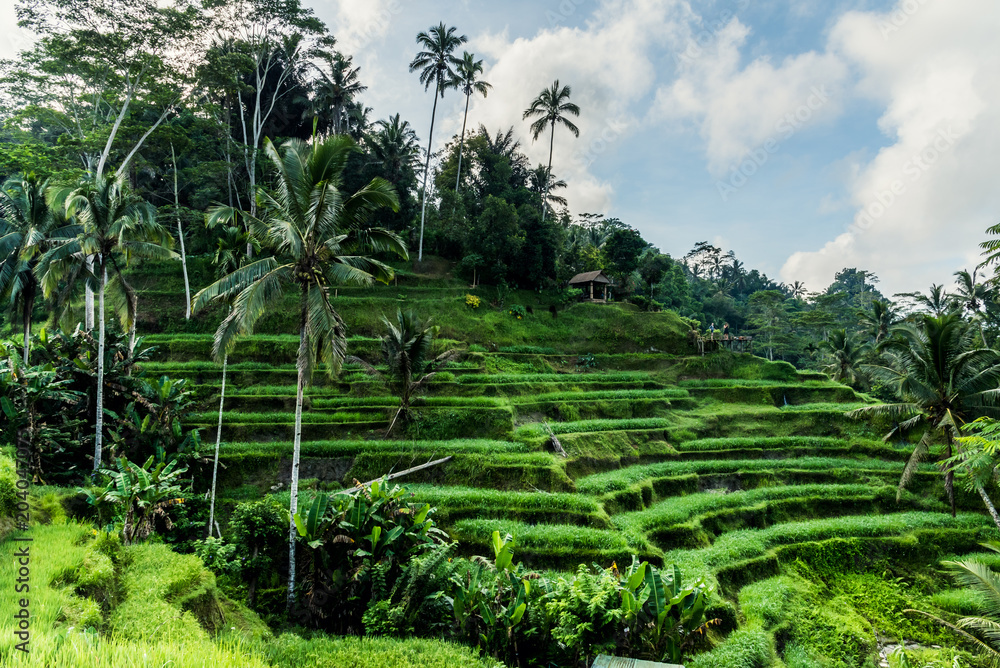 Tegalalang Rice Terrace