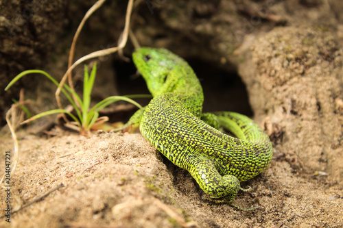 green lizard in the hole © Diana