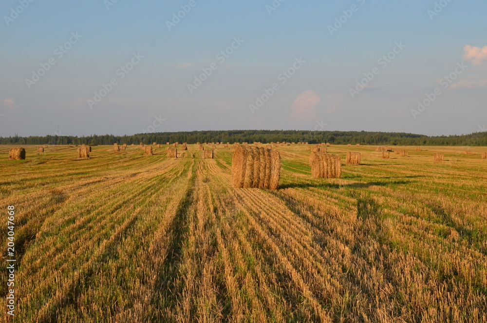 Compressed cereal field with bales of straw. Harvest.