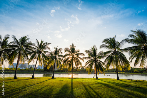 Green grass field with coconut tree in Public Park