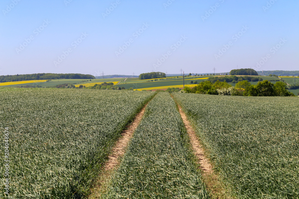 Track in the wheat field Track in the wheat field