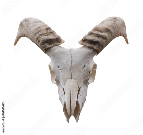 Goat skull isolated on the white background.