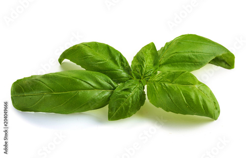 Close up studio shot of fresh green basil herb leaves isolated on white background. Sweet Genovese basil