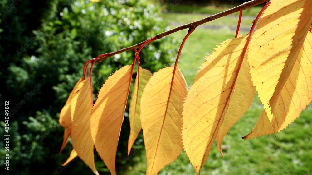 Obraz premium Autumn colors