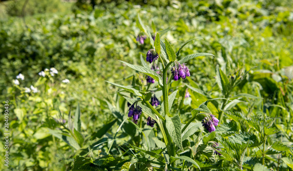 Purple flowering common comfrey from close Purple flowering common comfrey from close