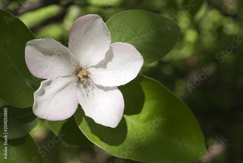 Blooming apple tree in the back yard. Spring background.
