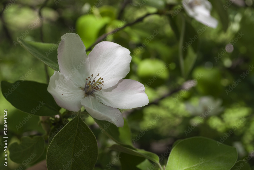 Blooming apple tree in the back yard. Spring background. Blooming apple tree in the back yard. Spring background.