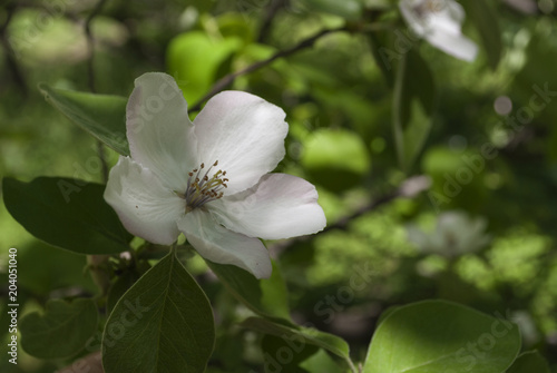 Blooming apple tree in the back yard. Spring background.
