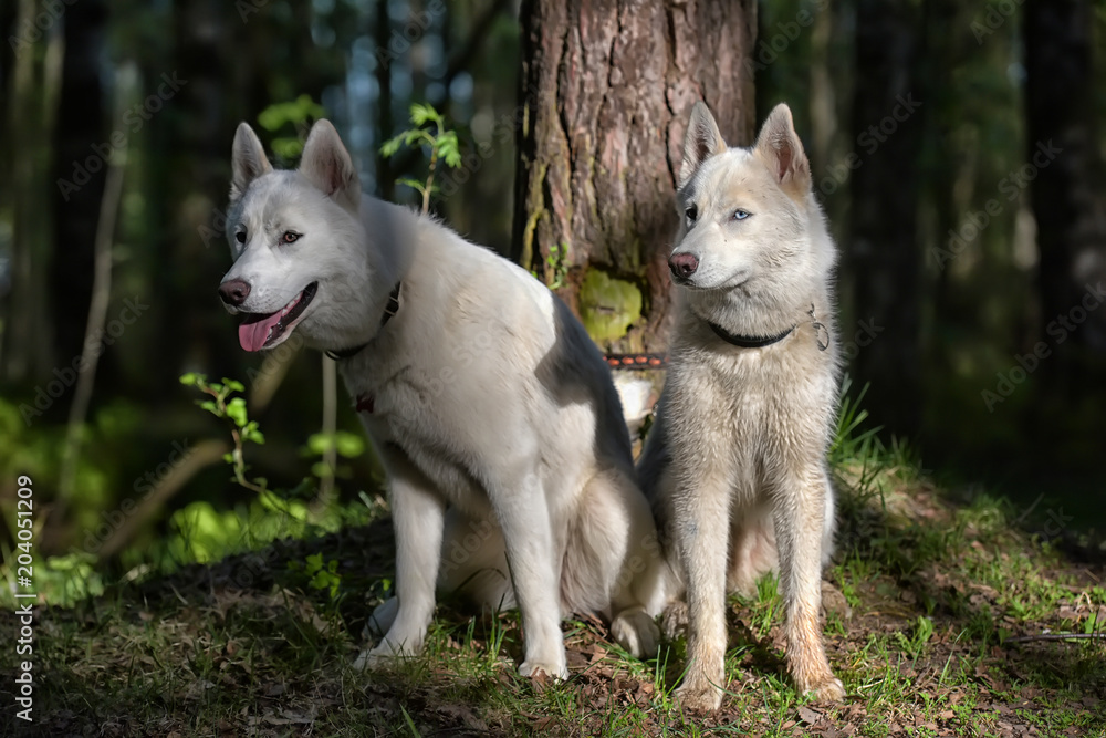 Obraz premium two, white, husky, in, the, forest,