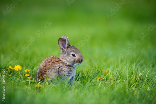 Cute rabbit with flower dandelion sitting in grass. Animal nature habitat, life in meadow. European rabbit or common rabbit. © Yarkovoy