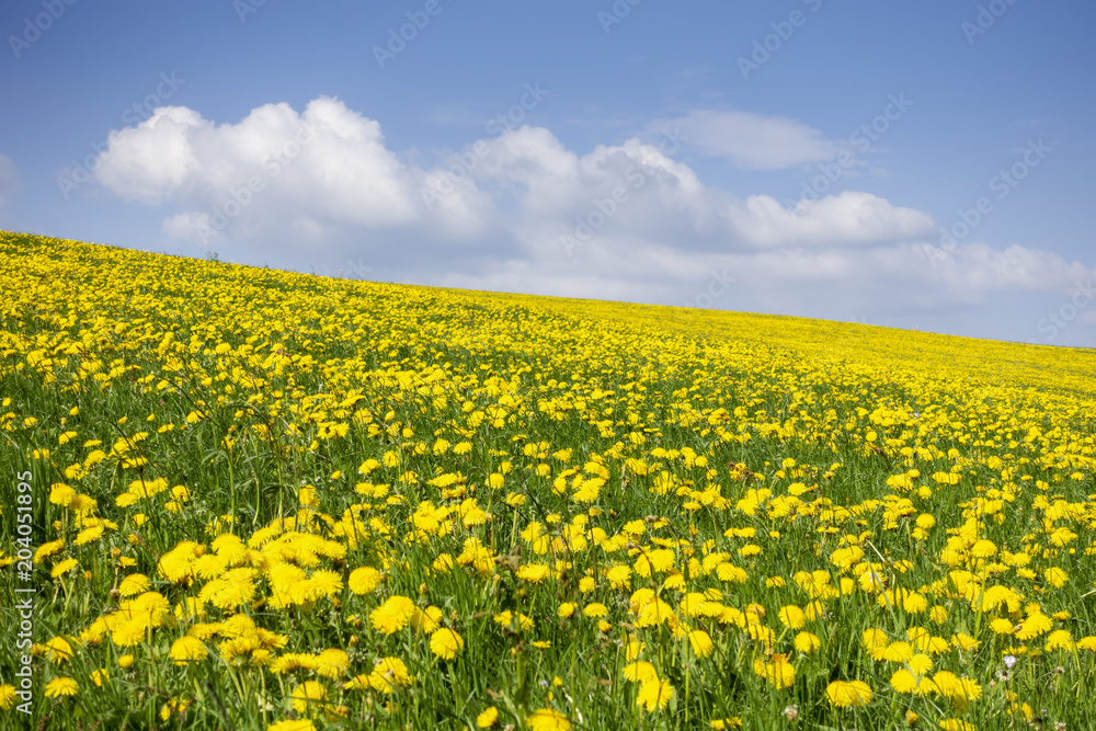 a beautiful yellow dandelion meadow