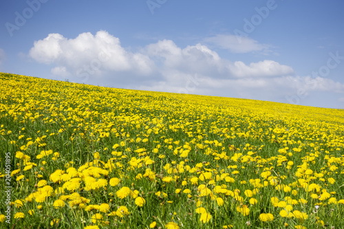 a beautiful yellow dandelion meadow © magann