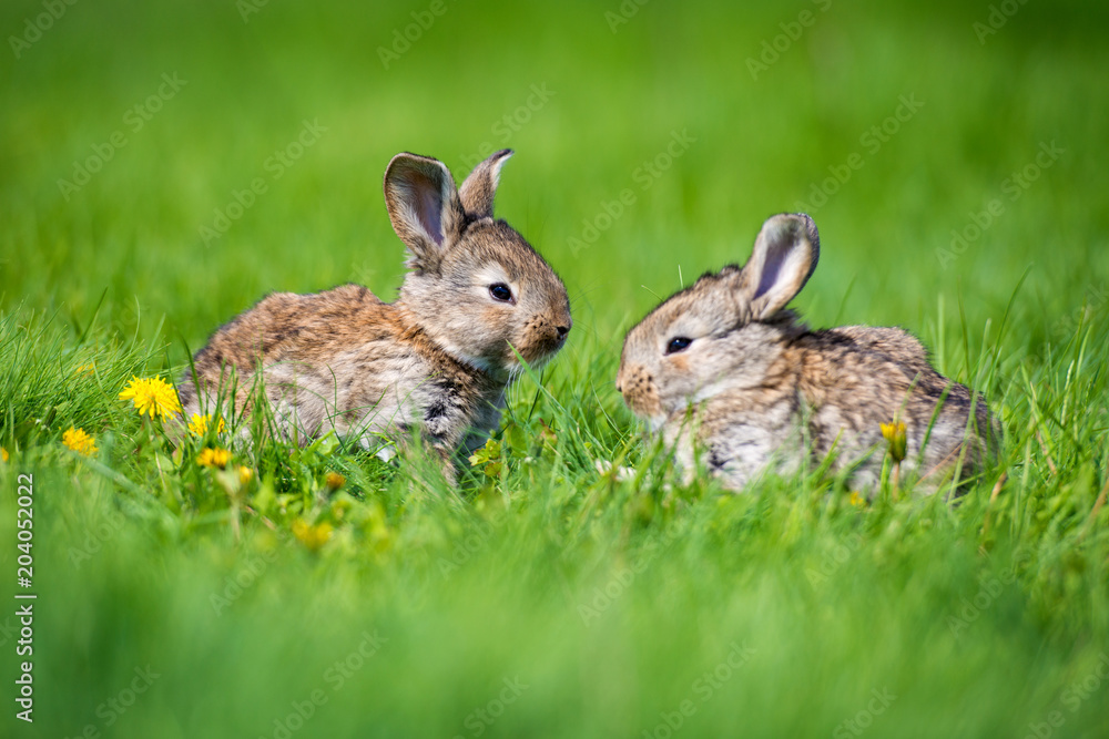 Cute rabbit with flower dandelion sitting in grass. Animal nature habitat, life in meadow. European rabbit or common rabbit. Cute rabbit with flower dandelion sitting in grass. Animal nature habitat, life in meadow. European rabbit or common rabbit.