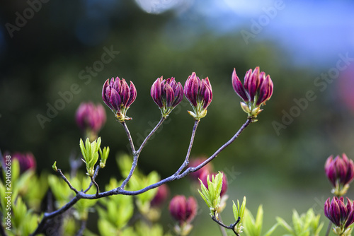 Azalea flowers blooming in the garden. Azaleas buds. photo