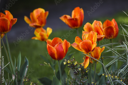 Tulips blooming in the spring garden