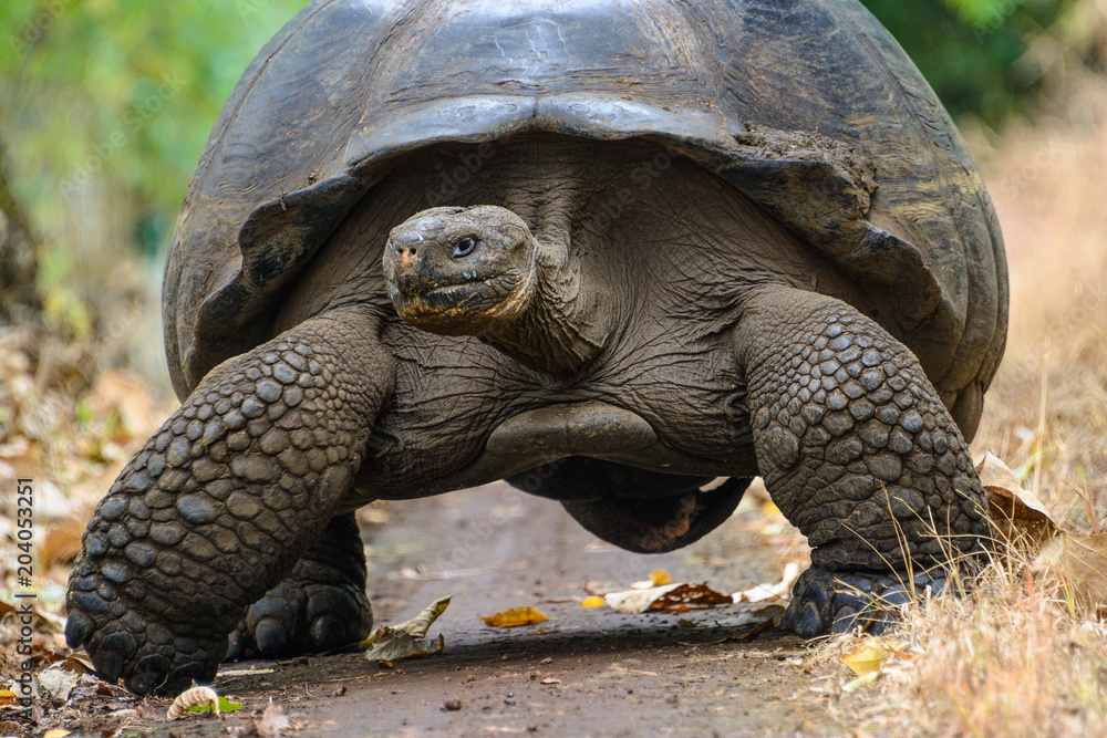 Fototapeta premium Żółw olbrzymi w rezerwacie żółwi El Chato, Wyspy Galapagos, Ekwador