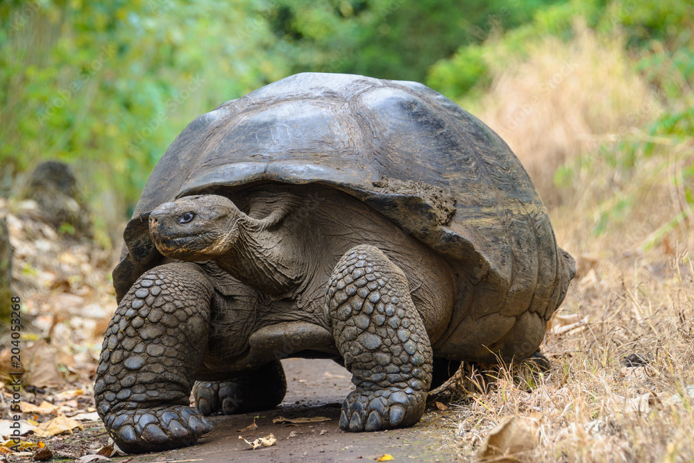 Giant tortoise in El Chato Tortoise Reserve, Galapagos islands, Ecuador Giant tortoise in El Chato Tortoise Reserve, Galapagos islands, Ecuador