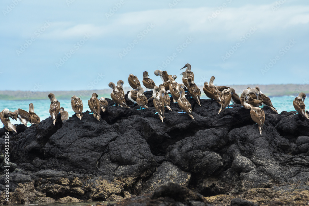 Naklejka premium Blue footed boobies on a rock, Isabela island, Galapagos, Ecuador