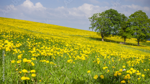 a beautiful yellow dandelion meadow