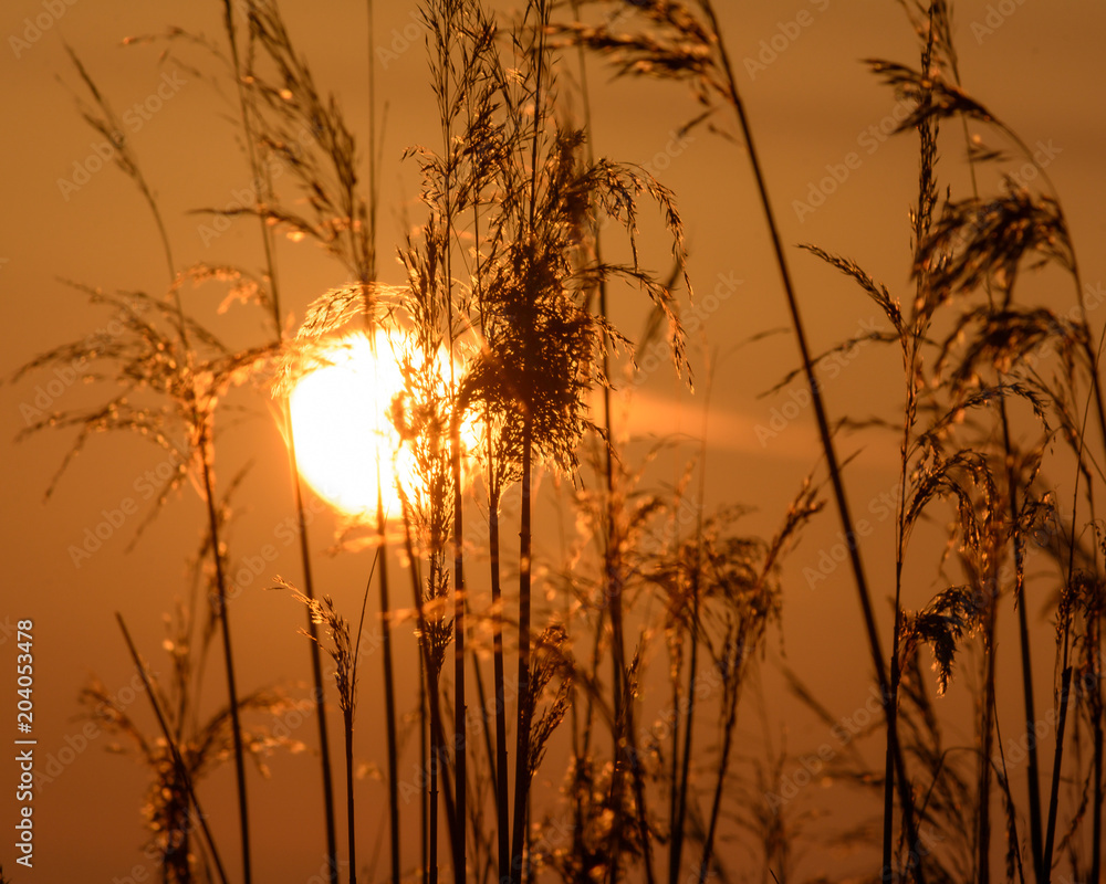 View of Sun setting behind Long Grass F, shallow depth of field background nature photography spring 2018