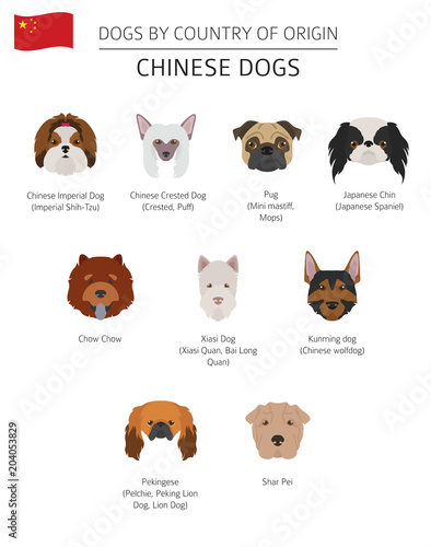 Dogs by country of origin. Chinese dog breeds. Infographic template