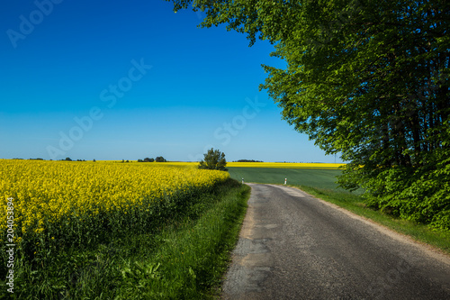Yellow rapeseed field in czech countryside.