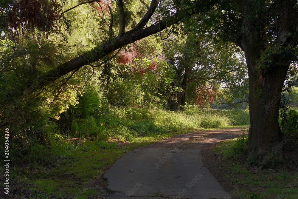 Quiet country road with suspended fallen tree Quiet country road with suspended fallen tree