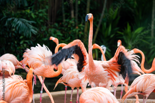 flamingo flapping its wings