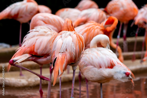 backview of a flamingo